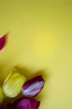 Sarı arka planda güzel bahar laleleri ve bordo şakayıkları, metin için kopyalama alanı, düzlük, kapalı alanlarda bahar çiçekleri
