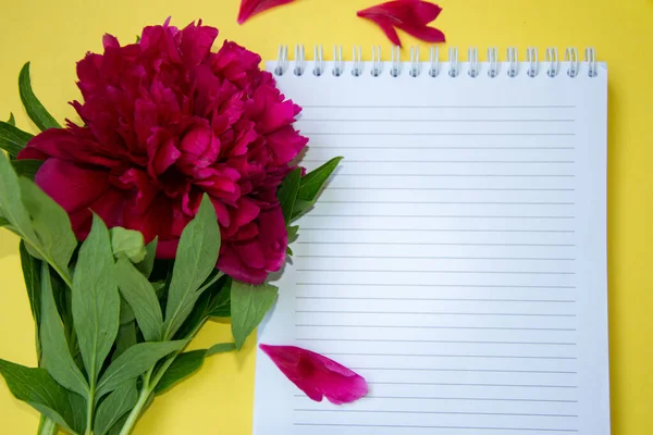 Güzel çiçek açan şakayık çiçekleri ve bir defter, ofis, iş konsepti, bahar çiçekleri, kopya alanı, sarı arka planda çiçek