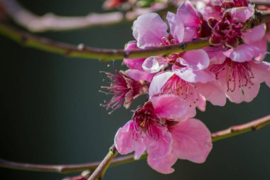 Şeftali ağacı çiçeği, ilkbaharda narin pembe çiçekler mavi gökyüzünde, seçici odak, mevsimlik doğa flora