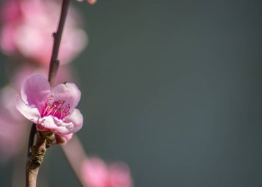 Şeftali ağacı çiçeği, ilkbaharda narin pembe çiçekler mavi gökyüzünde, seçici odak, mevsimlik doğa flora