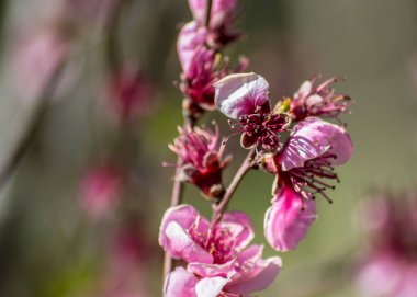 Şeftali ağacı çiçeği, ilkbaharda narin pembe çiçekler mavi gökyüzünde, seçici odak, mevsimlik doğa flora