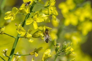 Bahçede çiçek açan sarı çiçekli nektar ve polen toplayan arıların yakın plan görüntüsü, bahar mevsiminde her gün brokoli açan, çok çalışan arı böceği, bal arısı,