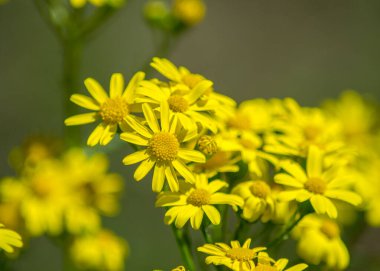 Güzel sarı çiçek açan Dahlberg papatyası, bahçede ekilmemiş yabani çiçekler, açık hava bitkileri, yakın mesafe papatyalar, çayır.
