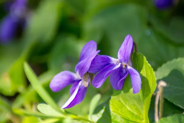 Mooie Viola Odorata Bloei Wilde Bloemen Ongecultiveerde Plant Paarse Bloesem — Stockfoto