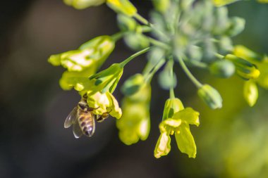 Bahçede çiçek açan sarı çiçekli nektar ve polen toplayan arıların yakın plan görüntüsü, bahar mevsiminde her gün brokoli açan, çok çalışan arı böceği, bal arısı,