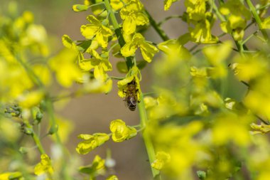 Bahçede çiçek açan sarı çiçekli nektar ve polen toplayan arıların yakın plan görüntüsü, bahar mevsiminde her gün brokoli açan, çok çalışan arı böceği, bal arısı,