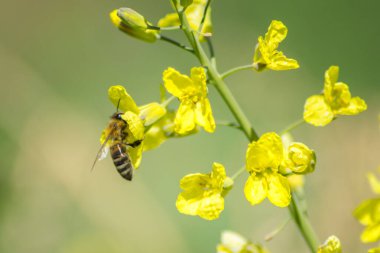 Bahçede çiçek açan sarı çiçekli nektar ve polen toplayan arıların yakın plan görüntüsü, bahar mevsiminde her gün brokoli açan, çok çalışan arı böceği, bal arısı,