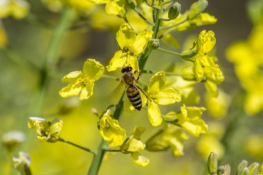 Bahçede çiçek açan sarı çiçekli nektar ve polen toplayan arıların yakın plan görüntüsü, bahar mevsiminde her gün brokoli açan, çok çalışan arı böceği, bal arısı,