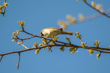 Çiçek açan ağaç dalına tünemiş güzel kahverengi serçenin yakın çekimi. Yaban hayatı, ilkbaharın başlarında kuş, açık havada, yoldan geçenler...