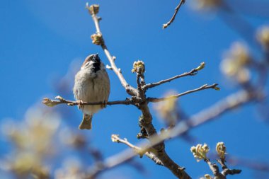 Çiçek açan ağaç dalına tünemiş güzel kahverengi serçenin yakın çekimi. Yaban hayatı, ilkbaharın başlarında kuş, açık havada, yoldan geçenler...