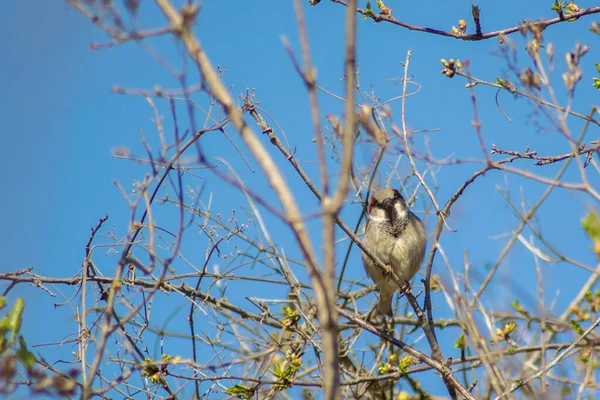 Close Beautiful Brown Sparrow Perched Blooming Tree Twig Wildlife Bird — Stock Photo, Image