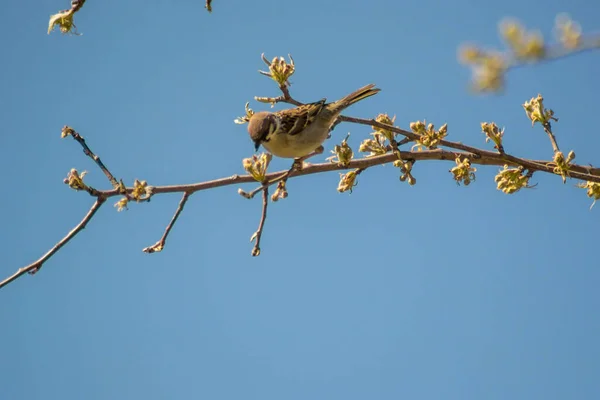 Close Beautiful Brown Sparrow Perched Blooming Tree Twig Wildlife Bird — Stock Photo, Image