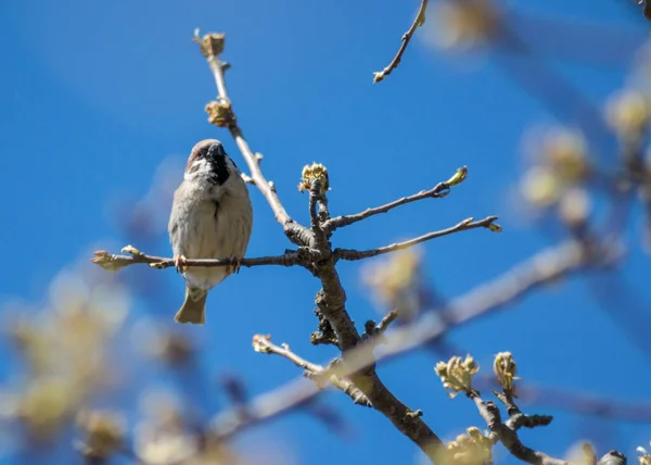 美丽的褐色麻雀的特写栖息在开花的树枝上 野生生物 早春的鸟儿 帕萨里多 — 图库照片