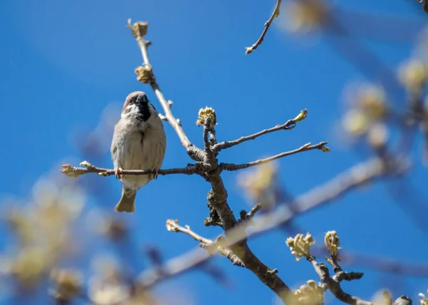 Close Pardal Marrom Bonito Empoleirado Galho Árvore Florescente Vida Selvagem — Fotografia de Stock