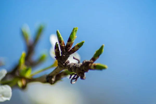 Ramo Árvore Começando Florescer Pequenos Botões Plantas Início Primavera Flora — Fotografia de Stock