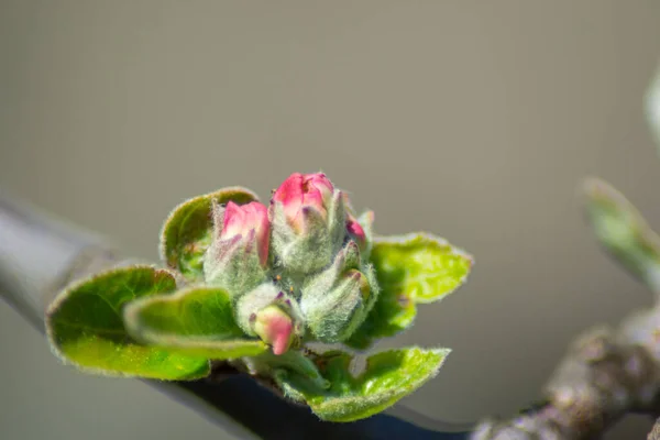 Ramo Árvore Começando Florescer Pequenos Botões Árvore Frutas Rosa Início — Fotografia de Stock