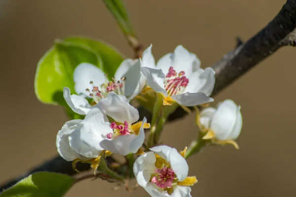 Fleur Prunier Fruitier Fleurs Blanches Tendres Printemps Sur Ciel Bleu — Photo