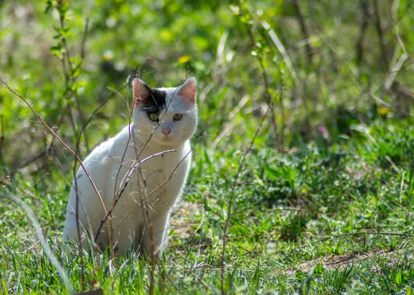 Gato Branco Bonito Com Ponto Preto Olhando Para Câmera Gatinho — Fotografia de Stock