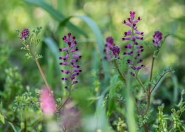 Çiçek açan Fumaria officinalis 'in yakın plan görüntüsü, bahçedeki mor bitki, yabani çiçekler, makro doğa, yeşil çimen, tarla, yaygın tütsüleme veya toprak dumanı bitkisi