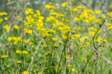 Güzel Dahlberg papatya tarlası, kır çiçekleri ve yeşil çimlerle dolu çayır. Sarı bulanık bokeh arka plan, mevsimlik bitki örtüsü