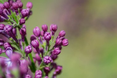 Mor leylak çiçeklerinin çiçek açması, bahar mevsiminde çiçek açması, açık havada makro doğa, mevsimlik yeşil arka plan.