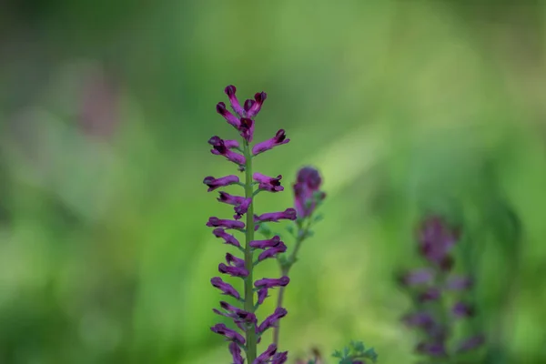 Close Zicht Bloeiende Fumaria Officinalis Paarse Plant Tuin Wilde Bloemen — Stockfoto