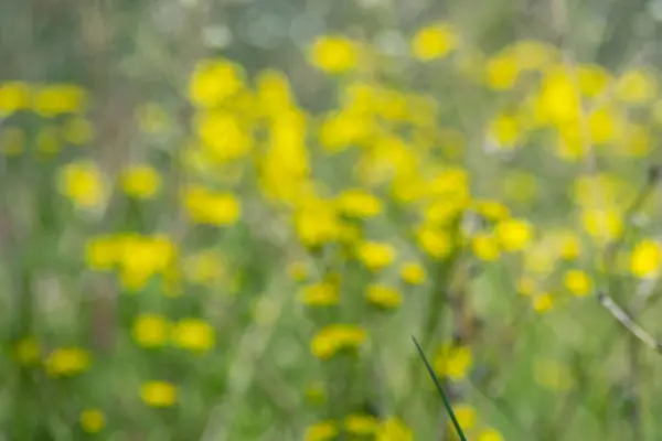 Niewyraźne Tło Pole Pięknej Stokrotki Dahlberg Łąka Dzikimi Kwiatami Zieloną — Zdjęcie stockowe
