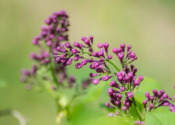 Primer Plano Brotes Flores Lila Púrpura Flor Flores Temporada Primavera — Foto de Stock