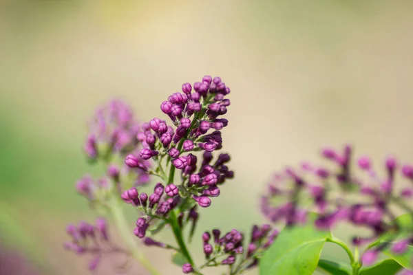 Primer Plano Brotes Flores Lila Púrpura Flor Flores Temporada Primavera — Foto de Stock