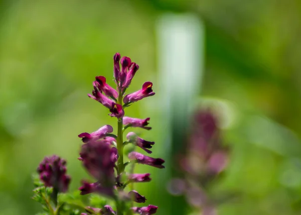 開花の近景フマリアオフィナリス 庭の紫の植物 野生の花 マクロ自然 緑の草 フィールド 一般的なフューマリーや地球の煙の植物 — ストック写真