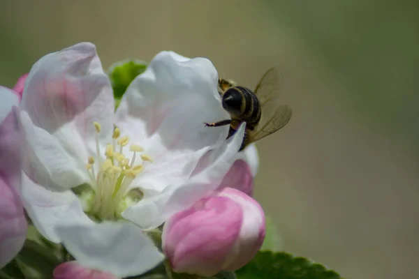 Close-up image of bee collecting nectar and pollen of white blossoming quince fruit tree, first spring tree\'s blossom, hard working bee insect, honeybee