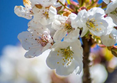 Meyve ağacı çiçeği, narin beyaz erik ağacı ilkbaharda mavi gökyüzünde çiçek, seçici odak, mevsimlik doğa flora