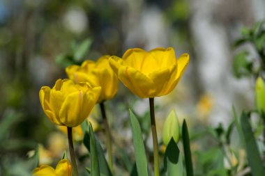 Bahçede güzel bahar çiçekleri, sarı renkli laleler yakın plan, stamens, mevsimlik flora, yakın plan, ilkbahar mevsimi