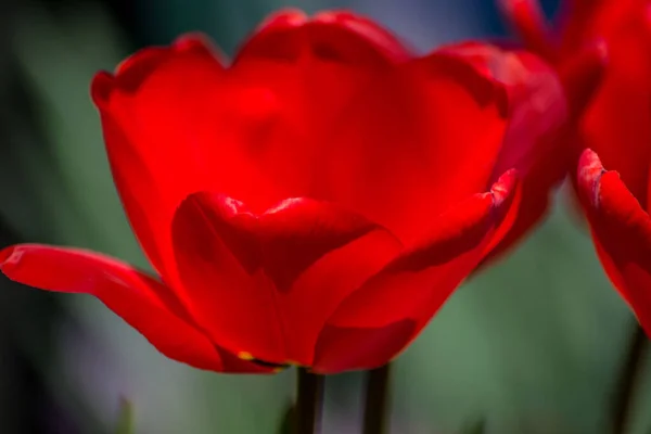 Прекрасный Весенний Цветок Саду Красные Тюльпаны Крупным Планом Тычинки Сезонная — стоковое фото