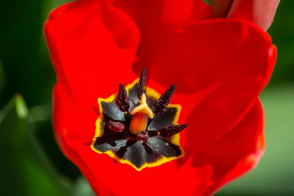 Тычинки Тюльпанов Макро Крупный План Весеннего Цветка Саду Одиночный Красный — стоковое фото