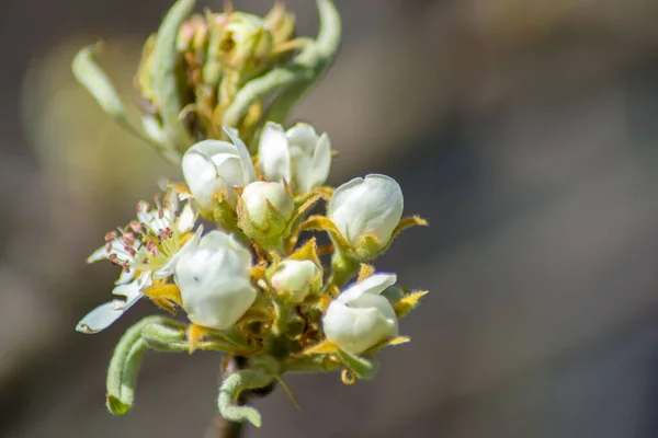 Flor Árvore Fruto Pequenos Botões Cor Rosa Flores Ameixa Branca — Fotografia de Stock