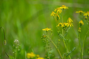 Güzel Dahlberg papatyasının yakın çekimi, kır çiçekleri ve yeşil çimlerle çevrili çayır. Bulanık arkaplan, kopyalama alanı, mevsimlik bitki örtüsü, alan