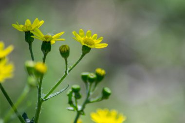 Güzel Dahlberg papatyasının yakın çekimi, kır çiçekleri ve yeşil çimlerle çevrili çayır. Bulanık arkaplan, kopyalama alanı, mevsimlik bitki örtüsü, alan