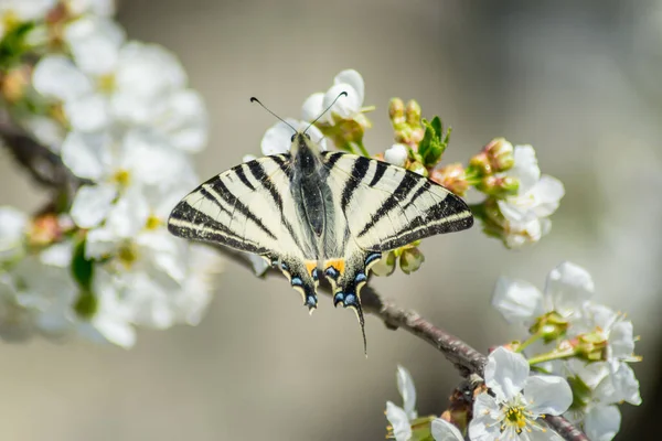 Восточный Ласточкин Хвост Бабочка Папильо Сидящая Красивом Белом Цветущем Кисло — стоковое фото