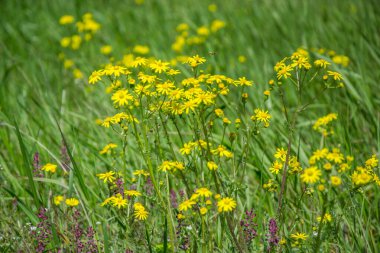 Güzel Dahlberg papatya tarlası, kır çiçekleri ve yeşil çimlerle dolu çayır. Sarı bulanık bokeh arka plan, mevsimlik bitki örtüsü