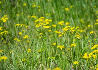 Güzel Dahlberg papatya tarlası, kır çiçekleri ve yeşil çimlerle dolu çayır. Sarı bulanık bokeh arka plan, mevsimlik bitki örtüsü