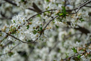 Ekşi kiraz ağacı çiçeği, ilkbaharda mavi gökyüzünde beyaz narin çiçekler, seçici odak, mevsimlik bitki örtüsü.