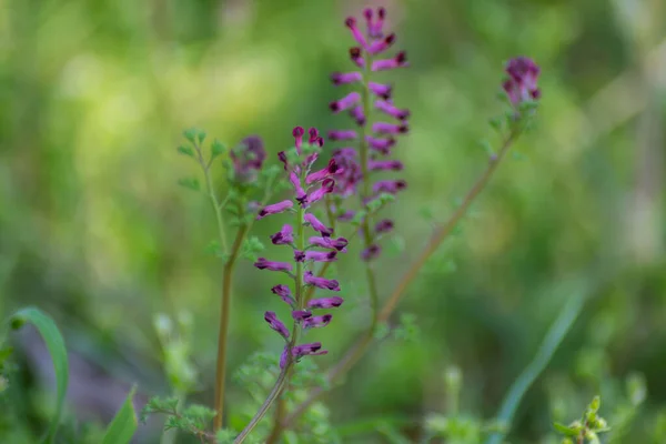 Vista Vicino Della Fioritura Fumaria Officinalis Pianta Viola Giardino Fiori — Foto Stock