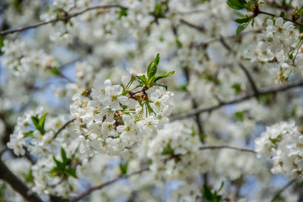 Sour cherry tree blossom, white tender flowers in spring on blue sky, selective focus, seasonal nature flora