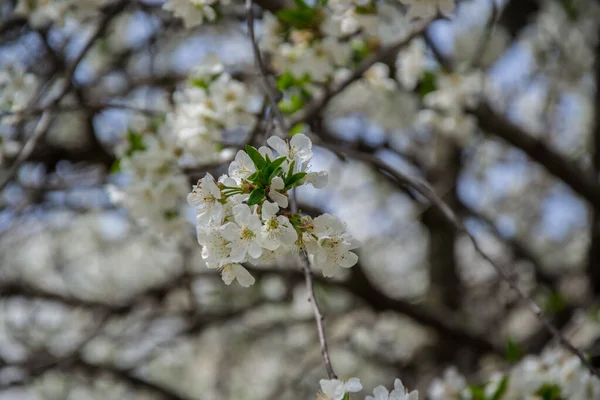 Sour cherry tree blossom, white tender flowers in spring on blue sky, selective focus, seasonal nature flora