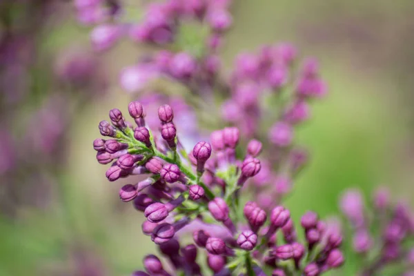 Primer Plano Brotes Flores Lila Púrpura Flor Flores Temporada Primavera — Foto de Stock
