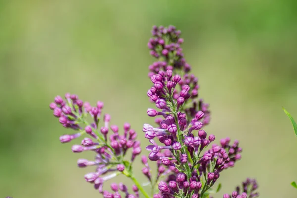 Primer Plano Brotes Flores Lila Púrpura Flor Flores Temporada Primavera — Foto de Stock