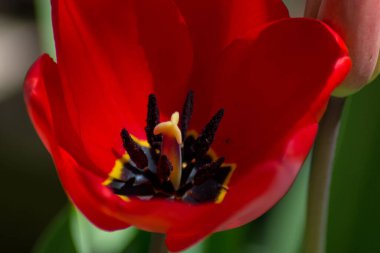 Macro lale stamens, bahçede bahar çiçeğinin yakın çekimi, tek kırmızı lale, mevsimlik flora