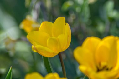 Bahçede güzel bahar çiçekleri, sarı renkli laleler yakın plan, stamens, mevsimlik flora, yakın plan, ilkbahar mevsimi