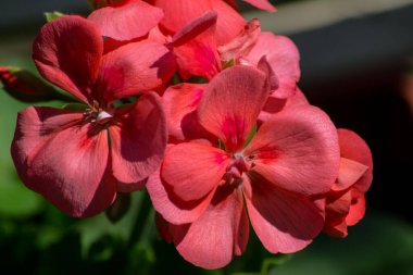 Pelargonium sardunya çiçeği yakın plan, makro, bir saksıda dekoratif bitki